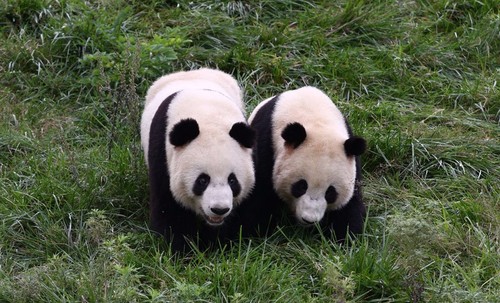 1512549456252069841.jpg 熊猫.jpg