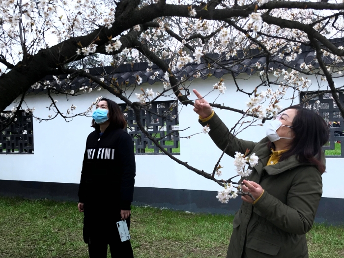 市民在玄武湖赏早樱。南报融媒体记者 李子俊 摄